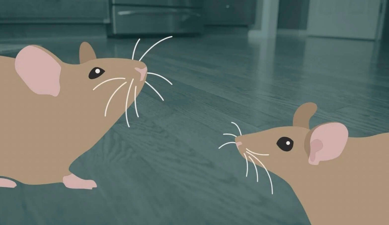 Mice in Dryer Vents: How They Get In & How to Keep Them Out